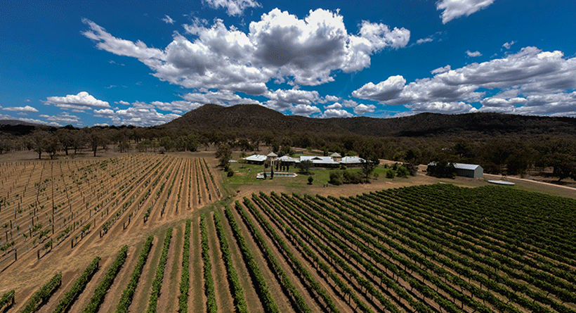 Glenguin Estate Vineyard